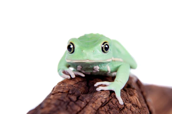 Waxy Monkey Leaf Frog sobre fondo blanco — Foto de Stock