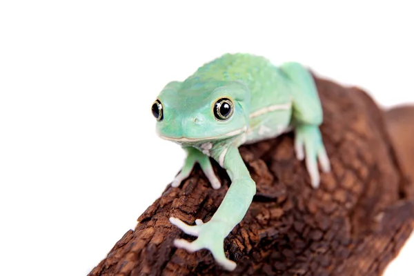 Waxy Monkey Leaf Frog sobre fondo blanco — Foto de Stock