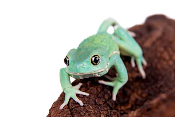 Waxy Monkey Leaf Frog su sfondo bianco — Foto Stock