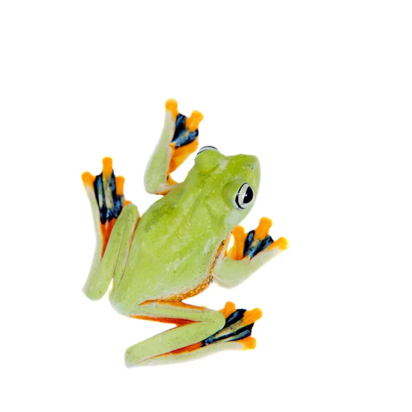 Reinwardts flying tree frog isolated on white — Stock Photo, Image