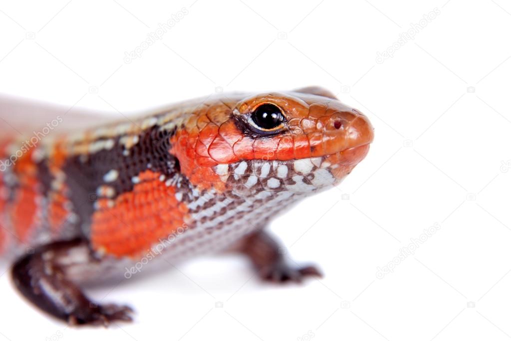 Fire Skink isolated on white