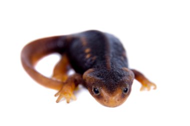 Beyaz izole Himalaya semender