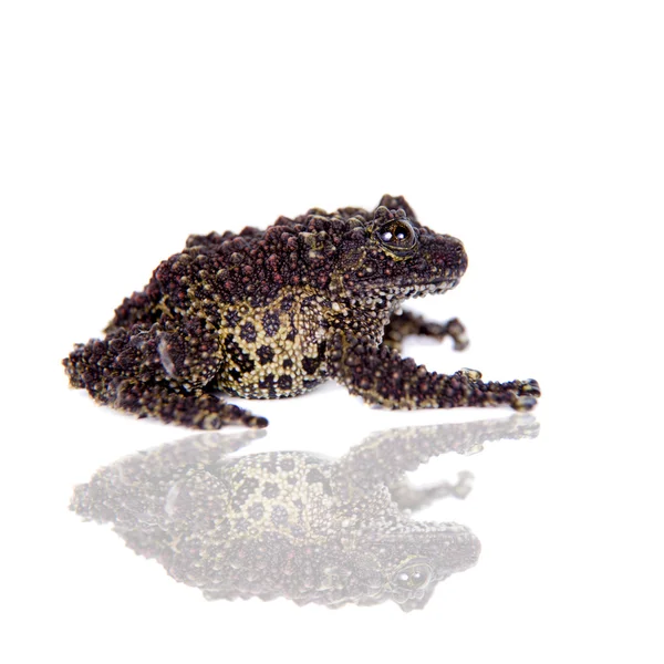 Vietnamese Mossy Frog isolated on white — Stock Photo, Image