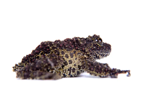 Vietnamese Mossy Frog isolated on white — Stock Photo, Image