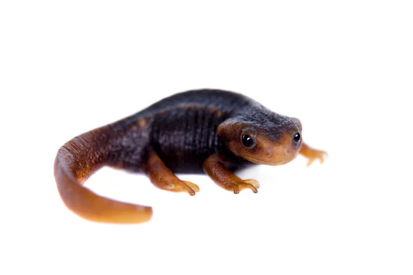 Himalayan newt isolated on white — Stock Photo, Image