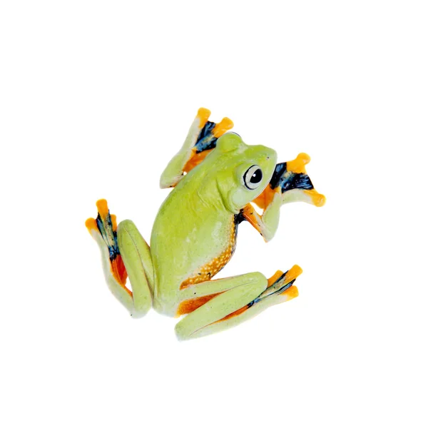 Reinwardts flying tree frog isolated on white — Stock Photo, Image