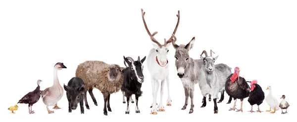 Group of farm animals on white — Stock Photo, Image