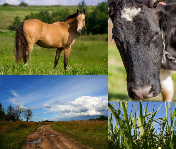 Mucca, cavallo, erba, pascolo estivo — Foto Stock