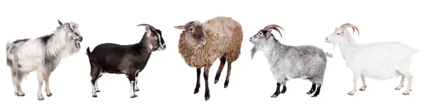 Group of goats on the white — Stock Photo, Image