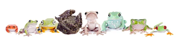 Нагороди літаючої деревної жаби ізольовані на білому — стокове фото