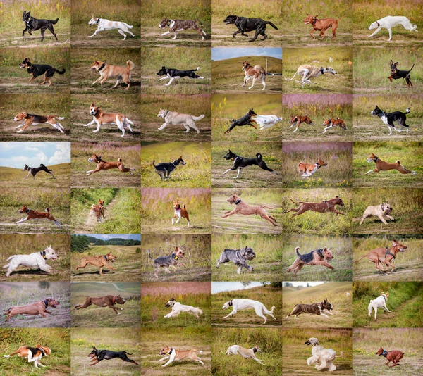 Collage dogs running — Stock Photo, Image