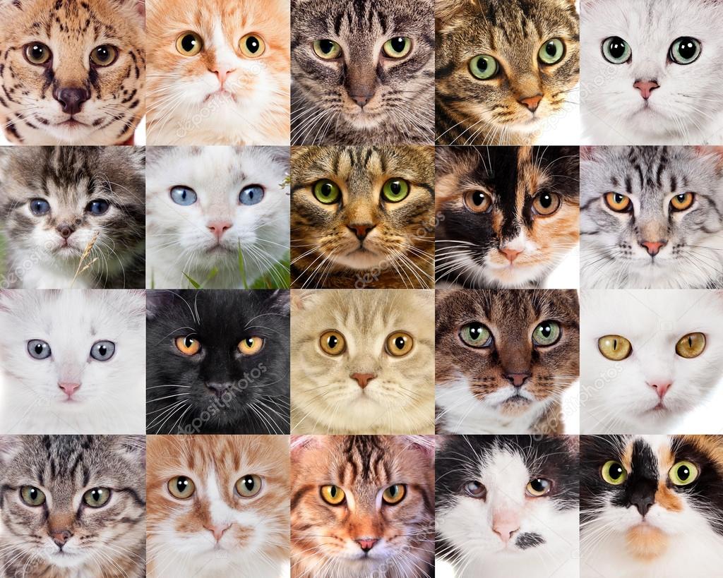Collage of different cute cats — Stock Photo © Farinosa 57548419