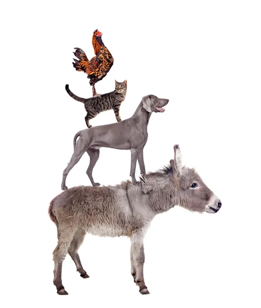 Bremen Kasaba Müzisyenleri