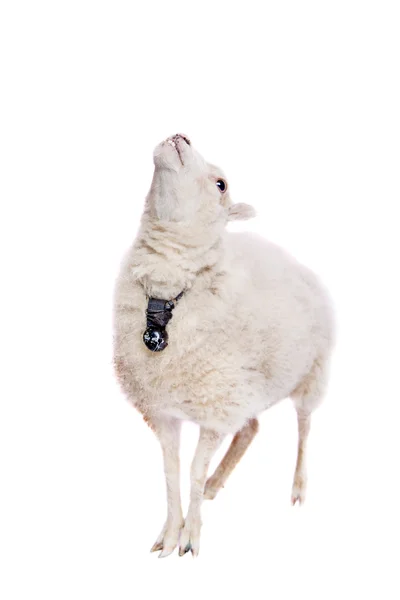 Portrait Of sheep in christmas hat On White — Stock Photo, Image