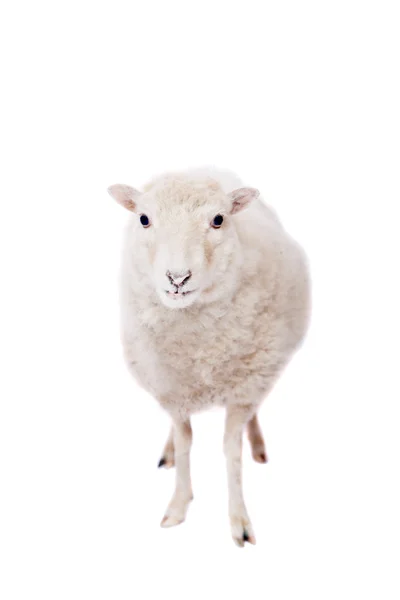 Portret z owiec w Boże Narodzenie kapelusz na białym — Zdjęcie stockowe