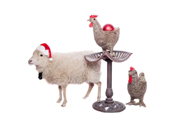 Портрет овцы в рождественской шляпе на белом — стоковое фото