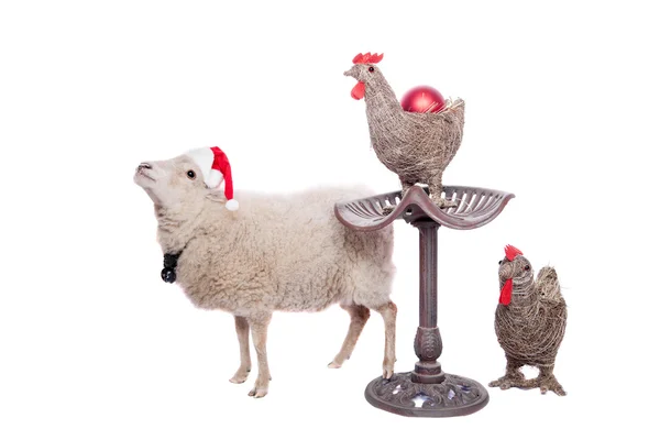 Portrait Of sheep in christmas hat On White — Stock Photo, Image