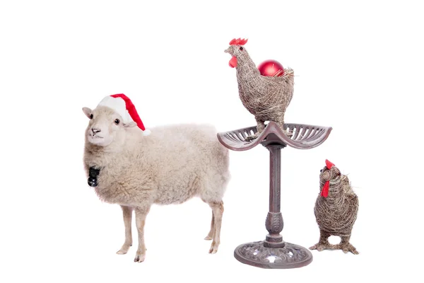 Portret van schapen in kerst hoed op wit — Stockfoto