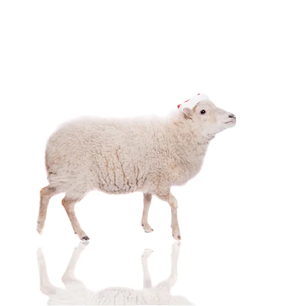 Retrato de oveja en sombrero de Navidad en blanco — Foto de Stock