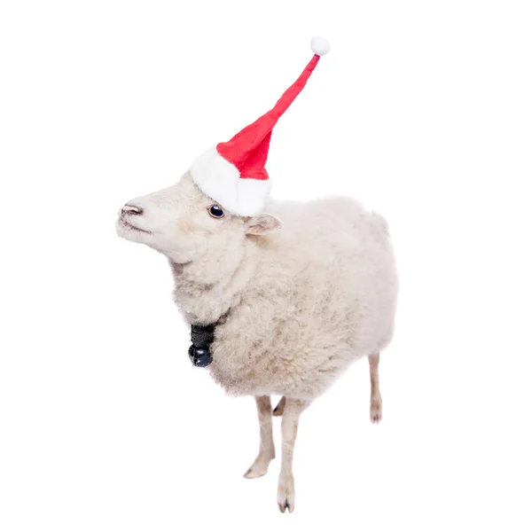 Portrait Of sheep in christmas hat On White — Stock Photo, Image