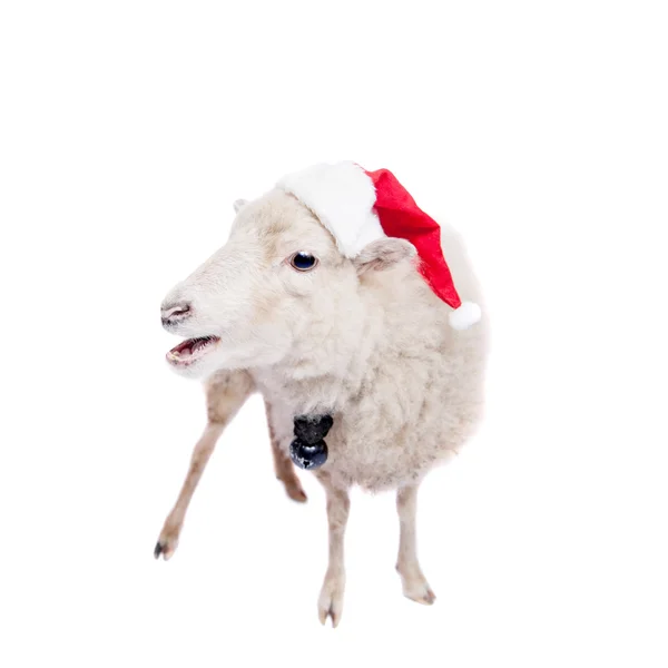 Stående av fåren i jul hatt på vit — Stockfoto