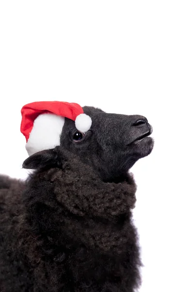 Retrato de ovelhas em chapéu de Natal sobre branco — Fotografia de Stock