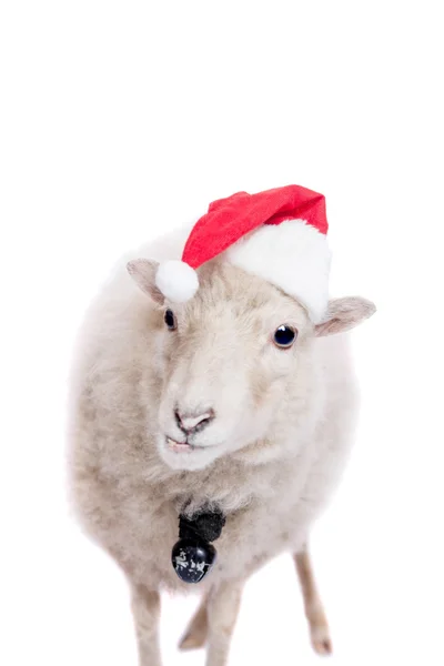 Stående av fåren i jul hatt på vit — Stockfoto