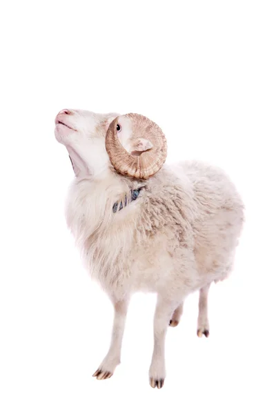 Portrait of sheep in Christmas hat On White — Stok Foto