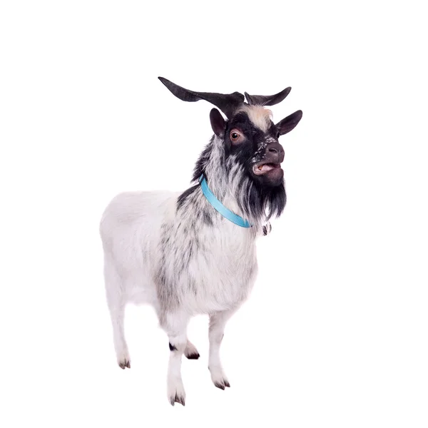 Gray dvarf goat on white — Stock Photo, Image