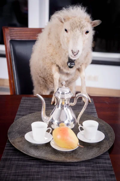 Portrait Of sheep in christmas hat On White — Stock Photo, Image