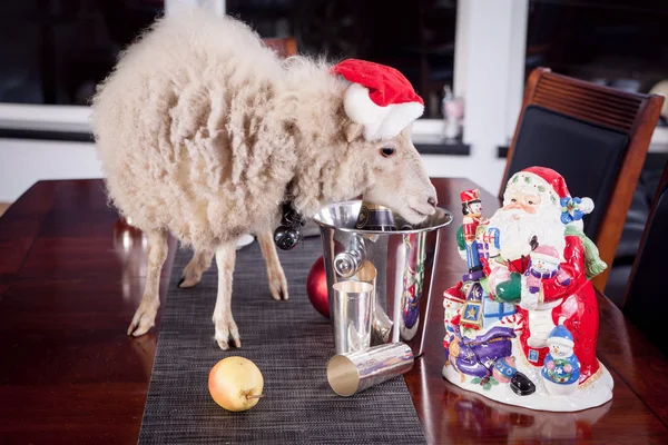 Portret van schapen in kerst hoed op wit — Stockfoto