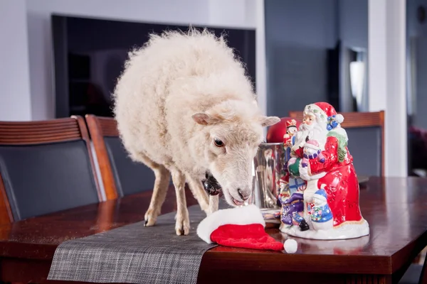 Porträt von Schafen mit Weihnachtsmütze auf weißem Hintergrund — Stockfoto