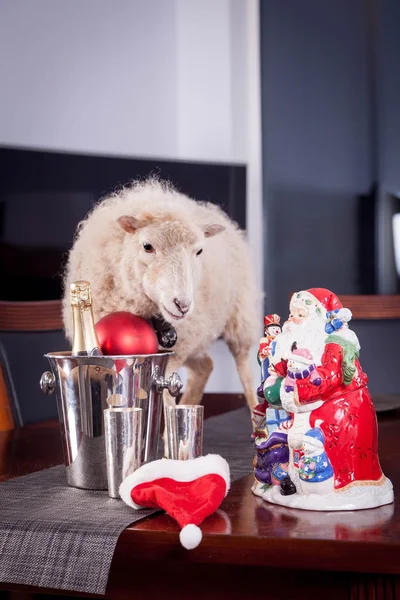 Portret van schapen in kerst hoed op wit — Stockfoto