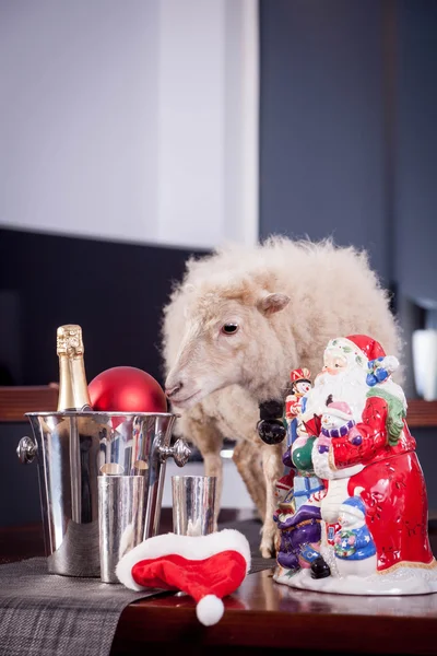Portret van schapen in kerst hoed op wit — Stockfoto