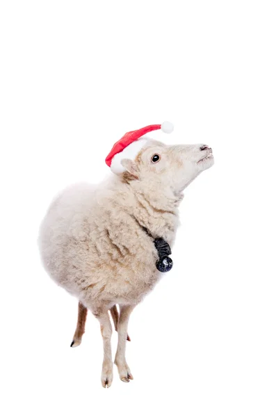 Portrait Of sheep in christmas hat On White — Stock Photo, Image