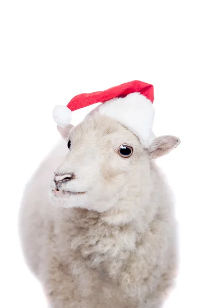 Ritratto di pecora in cappello di Natale su bianco — Foto Stock