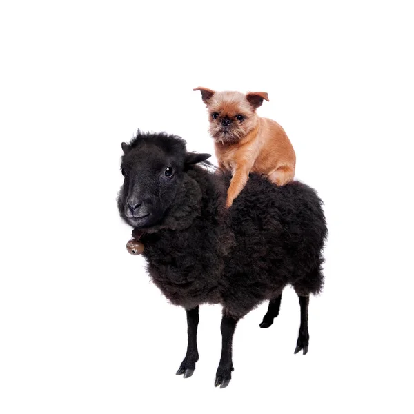 Griffon Bruxellois ahorse de schapen op wit — Stockfoto