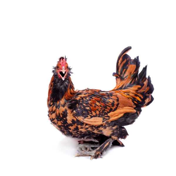 Pavlovian breed Rooster on white — Stock Photo, Image