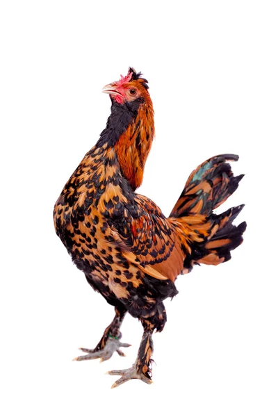 Pavlovian breed Rooster on white — Stock Photo, Image