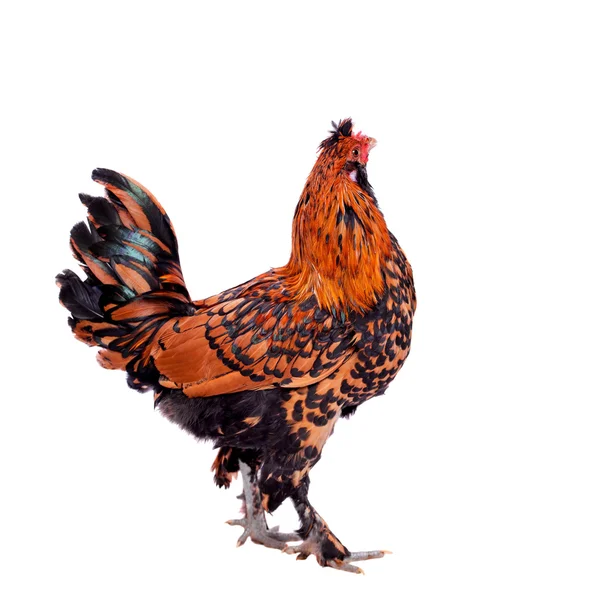 Pavlovian breed Rooster on white — Stock Photo, Image