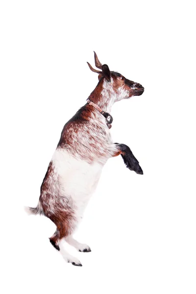 Dwarf goat on the white — Stock Photo, Image