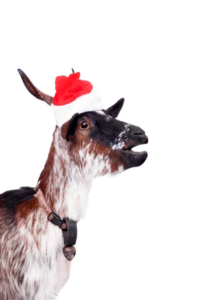 Portrait Of dwarf Goat in christmas hat On White — Stock Photo, Image