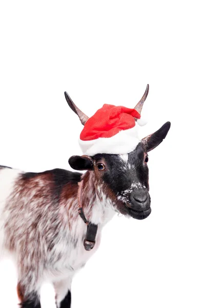 Retrato de cabra anã em chapéu de Natal sobre branco — Fotografia de Stock