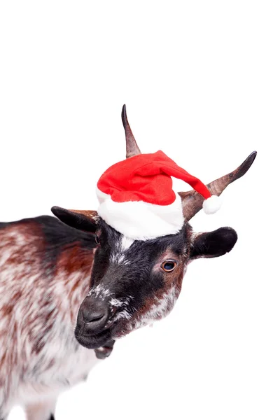 Retrato de cabra anã em chapéu de Natal sobre branco — Fotografia de Stock