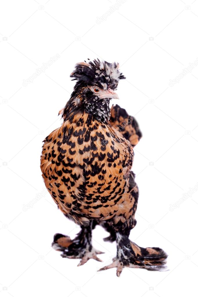 Pavlovian breed hen on white