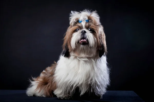 Shih Tzu hund på en svart bakgrund — Stockfoto