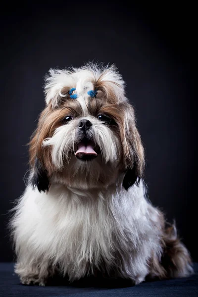 Shih Tzu perro sobre un fondo negro — Foto de Stock