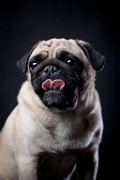 Pug in studio on a black background — Stock Photo, Image
