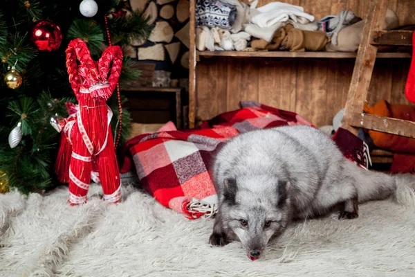 Polar eller Fjällräven, helgdagar, julen, nyår — Stockfoto