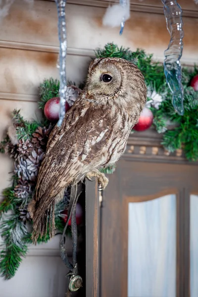 Tawny or Brown Owl on window. Christmas — Stock Photo, Image